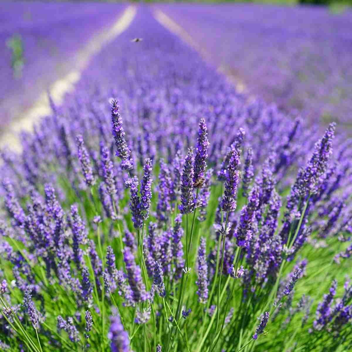 Les autres méthodes naturelles contre les insectes